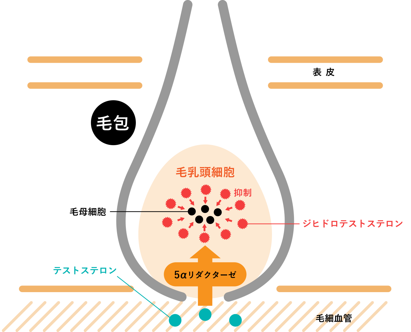 AGAのメカニズム