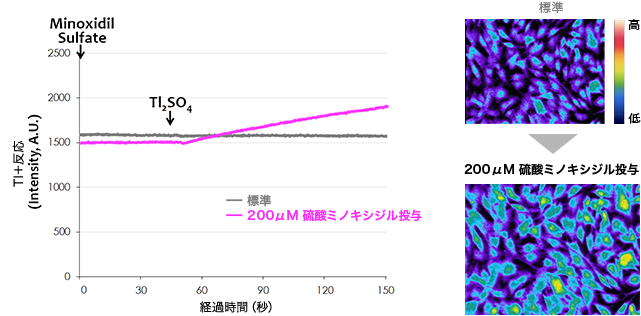 図：検証A ミノキシジルを投与した場合の毛乳頭細胞の反応