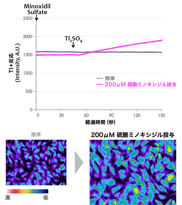 図：検証A ミノキシジルを投与した場合の毛乳頭細胞の反応