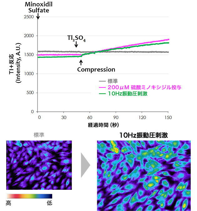 図：検証B 振動圧刺激を与えた場合の毛乳頭細胞の反応