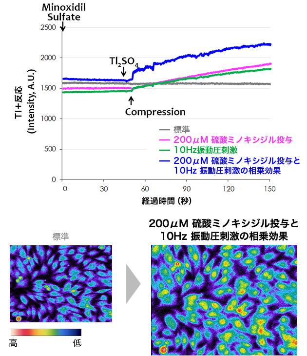 図：検証Aと検証Bを同時に行った場合の毛乳頭細胞の反応