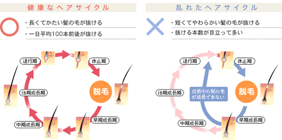 ヘアサイクル（毛周期）