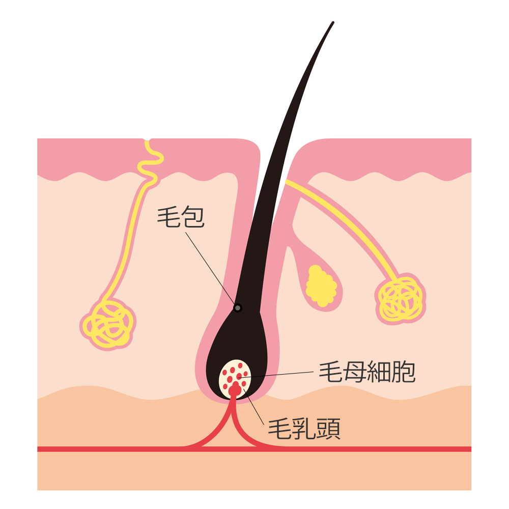 毛包 毛母細胞 毛乳頭